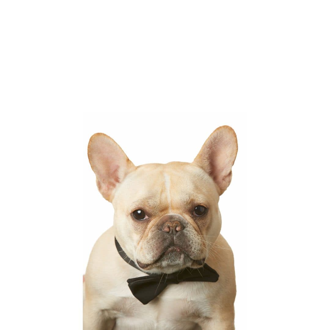 Bacon Billingsley, Chief Morale Officer